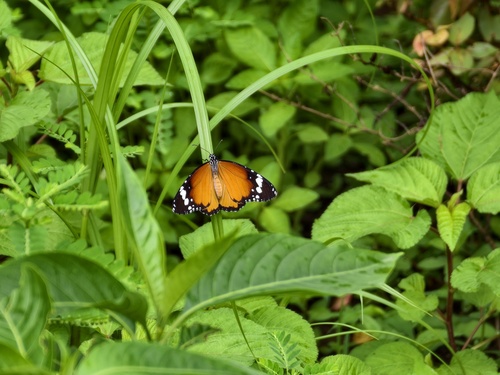 Plain Tiger Butterfly