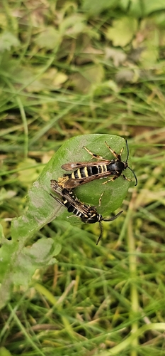 Raspberry clearwing moth