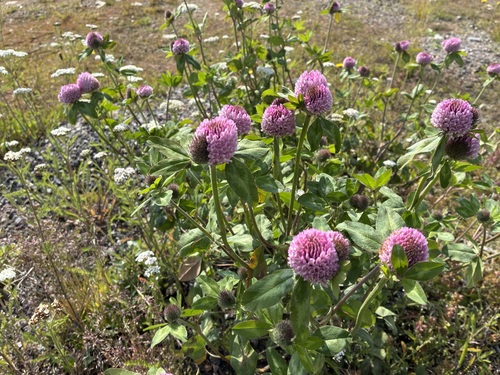 Red Clover