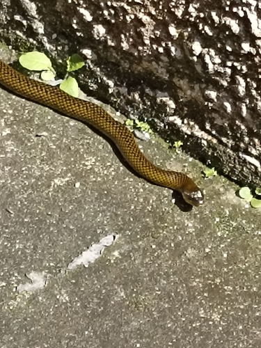 Military Ground Snake