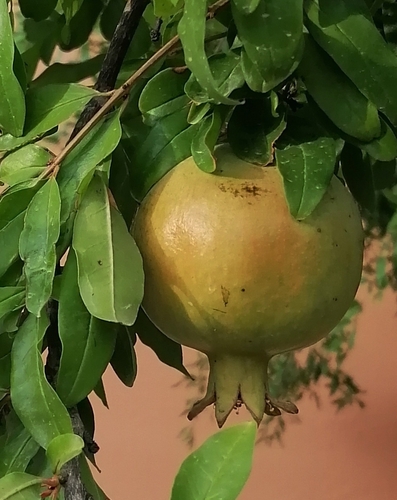 pomegranate