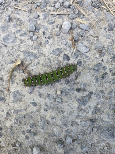 Small Emperor Moth