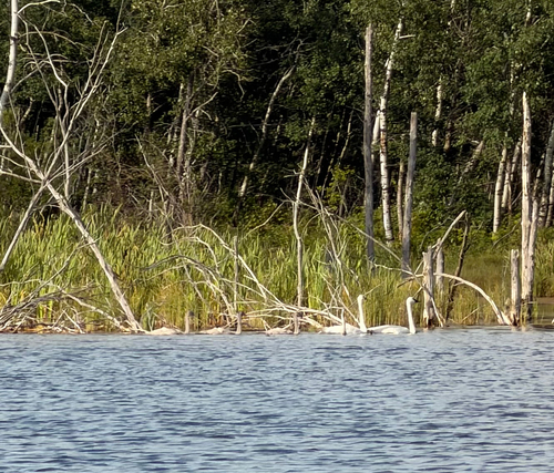 Trumpeter Swan