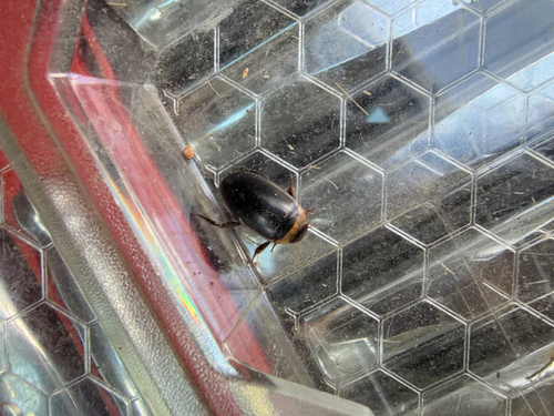 Hydaticus aruspex