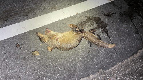 Sunda Pangolin