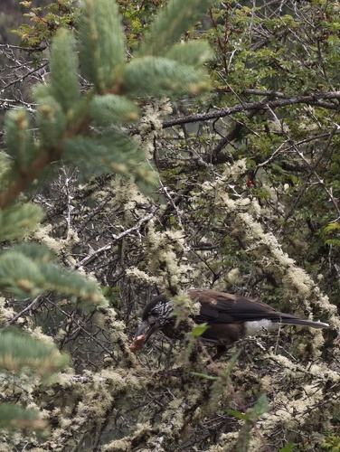 Southern Nutcracker