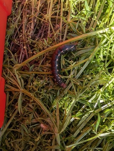 Bedstraw Hawkmoth