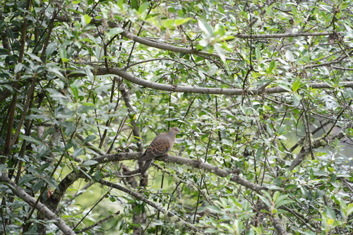 Oriental Turtle-Dove