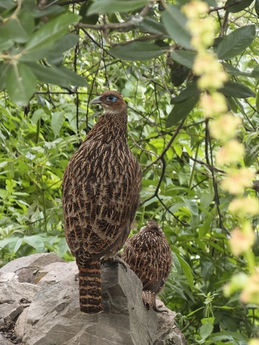 Himalayan Monal