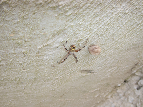 Wasp Spider