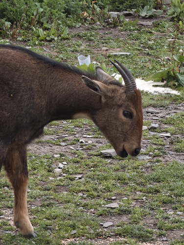 Grey Himalayan Goral