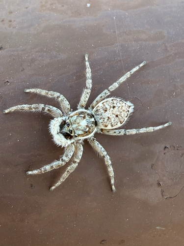Half-edged Wall Jumping Spider