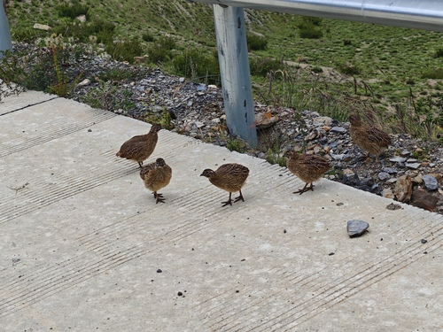 Tibetan Partridge
