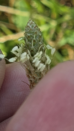 ribwort plantain