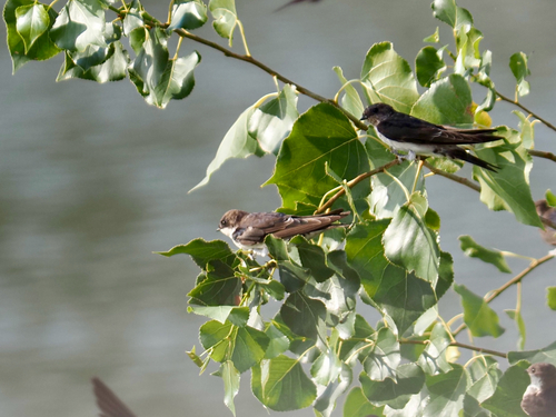 Western House Martin