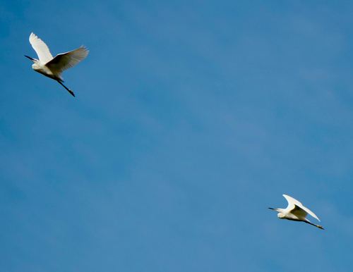 Little Egret