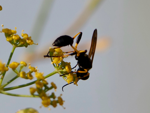 Sceliphron madraspatanum