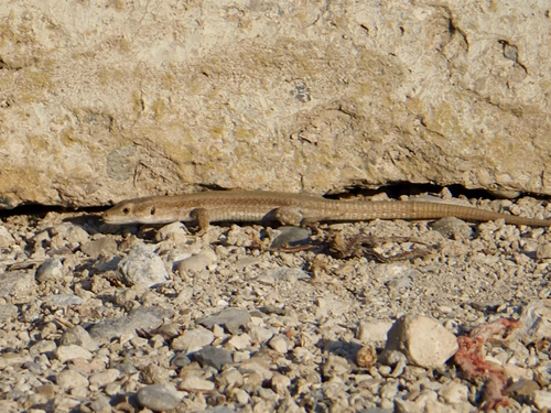 Catalonian Wall Lizard