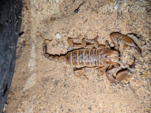 Kalahari Burrowing Scorpion