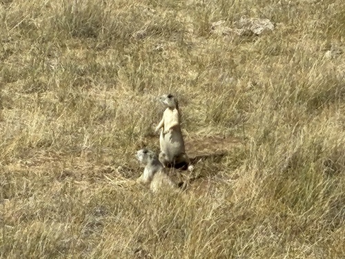 White-tailed Prairie Dog observed by audrey810