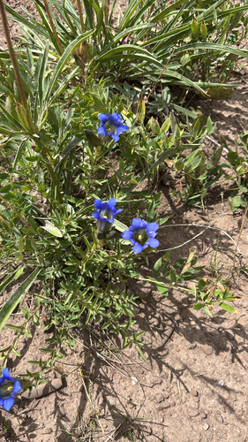 Parry's gentian