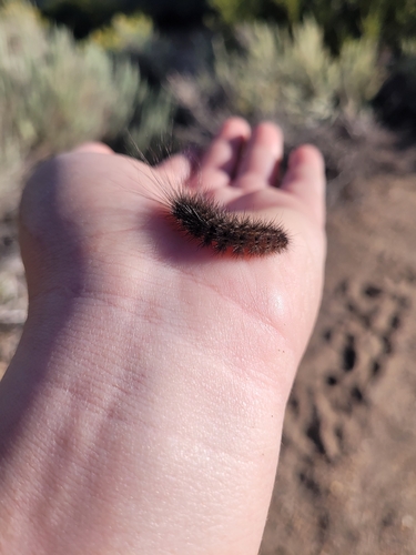 iNaturalist observation photo of California Tiger Moth