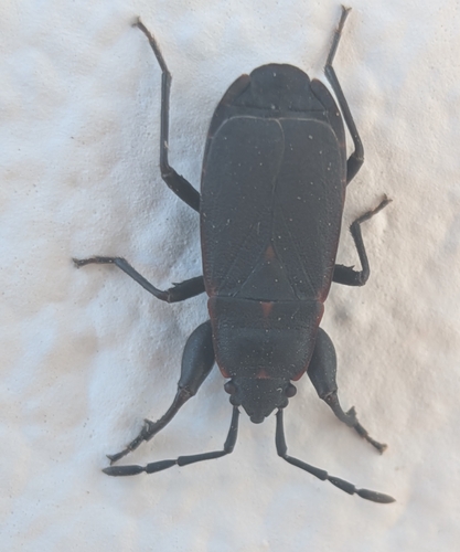 Redtrim Bug