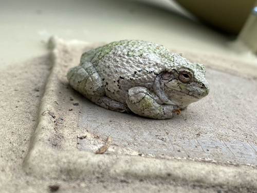 Gray Treefrog Species Complex