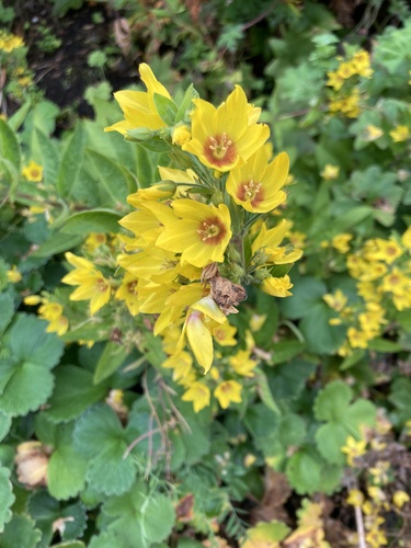Dotted Loosestrife