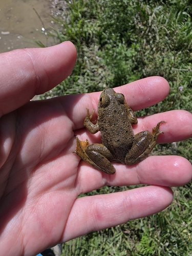 American Bullfrog
