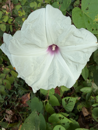wild potato vine