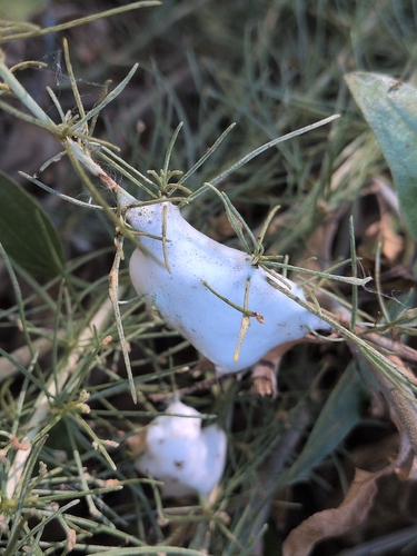 iNaturalist observation photo of Clastoptera