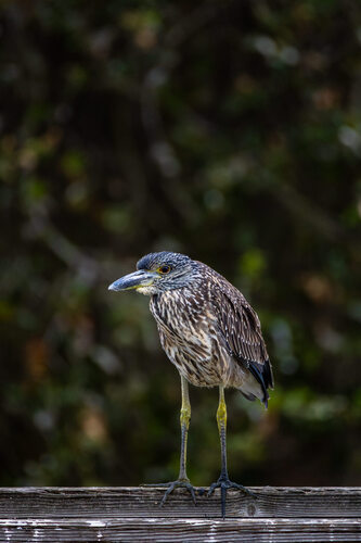 iNaturalist observation photo of Black-crowned Night Heron