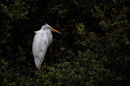 iNaturalist observation photo of Great Egret