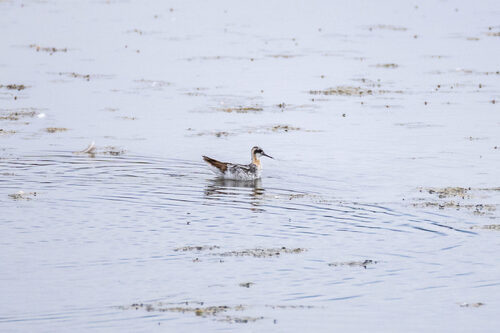 iNaturalist observation photo of Red-necked Phalarope