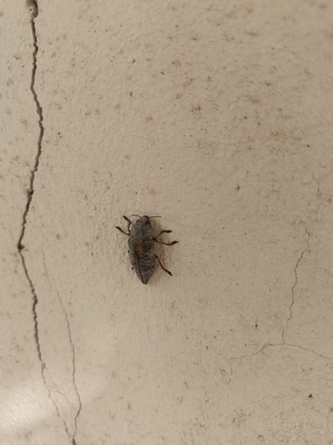 Dicerca aenea