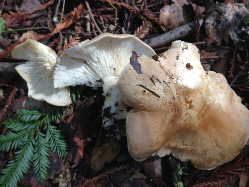Bitter Brown Leucopax