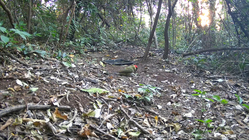 Green-barred Woodpecker