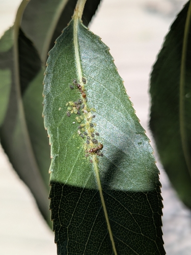 iNaturalist observation photo of Aphids