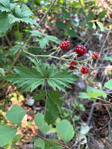 Cutleaf Blackberry