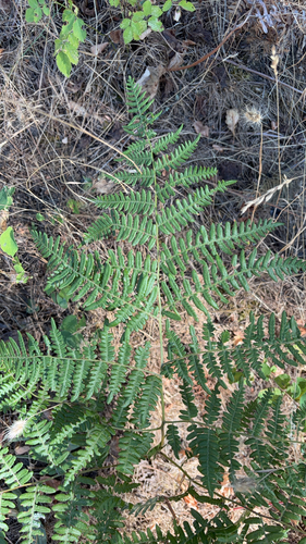 Hairy brackenfern