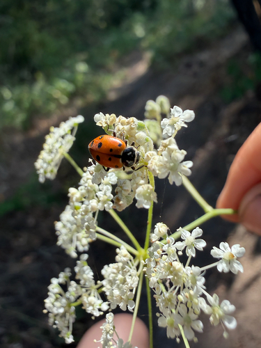 Convergent Lady Beetle