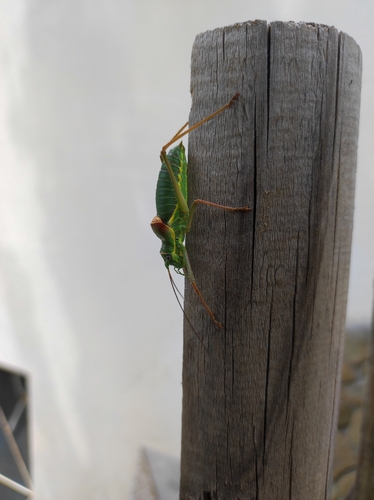 Saddle-backed Bush Cricket
