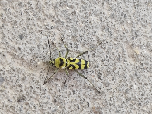 Grape Wood Borer