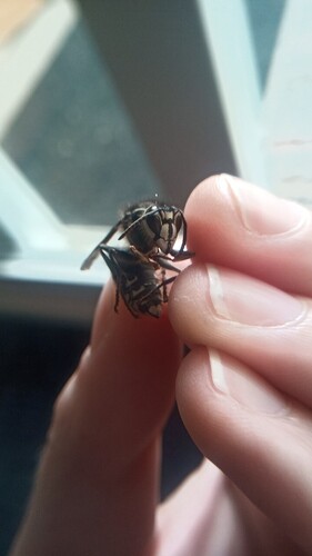 Bald-faced Hornet