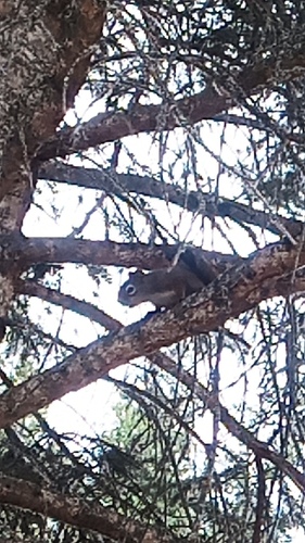 American Red Squirrel