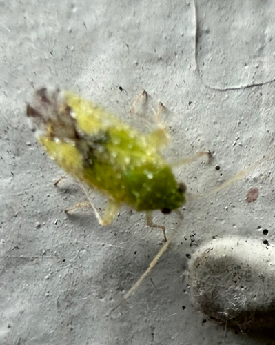 Keltonia tuckeri