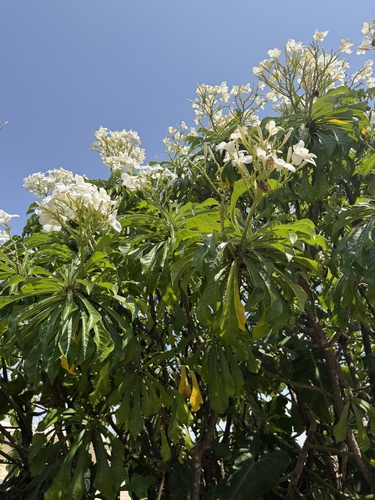 Hammerleaf Frangipani