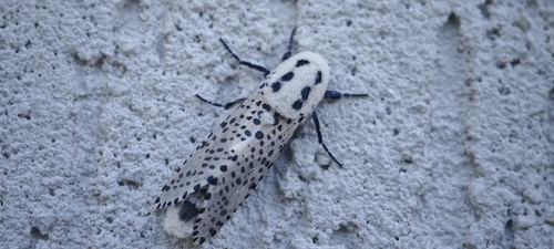 Wood Leopard Moth