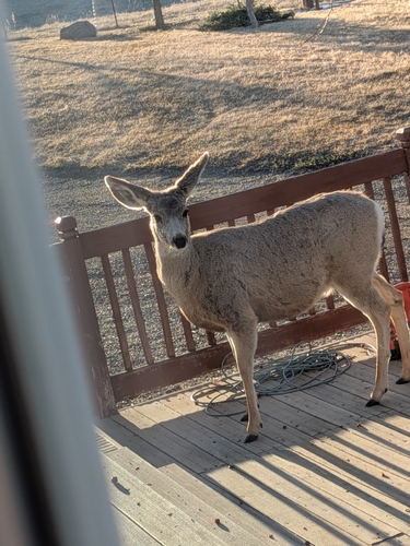 Mule Deer